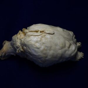 extinct wild horse brain replica 3 b0009