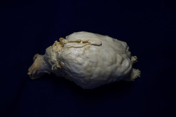 extinct wild horse brain replica 3 b0009