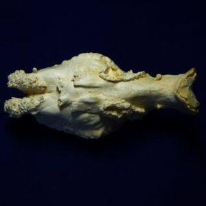 extinct wild horse brain replica 4 b0009
