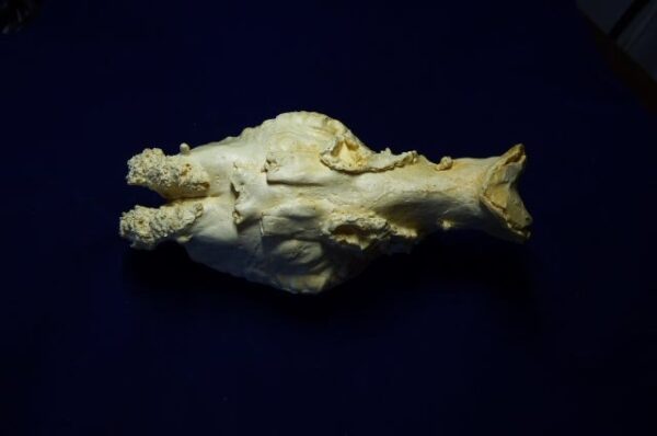 extinct wild horse brain replica 4 b0009