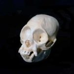 Red Faced Uakari Female Skulls Replicas Models