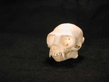 Crested Tamarin skull