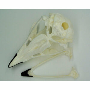 Golden eagle skull replica jaw open rs067