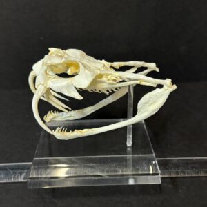 gaboon viper skull replica RS391