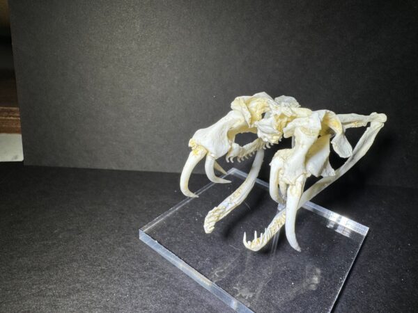 gaboon viper skull replica rs391