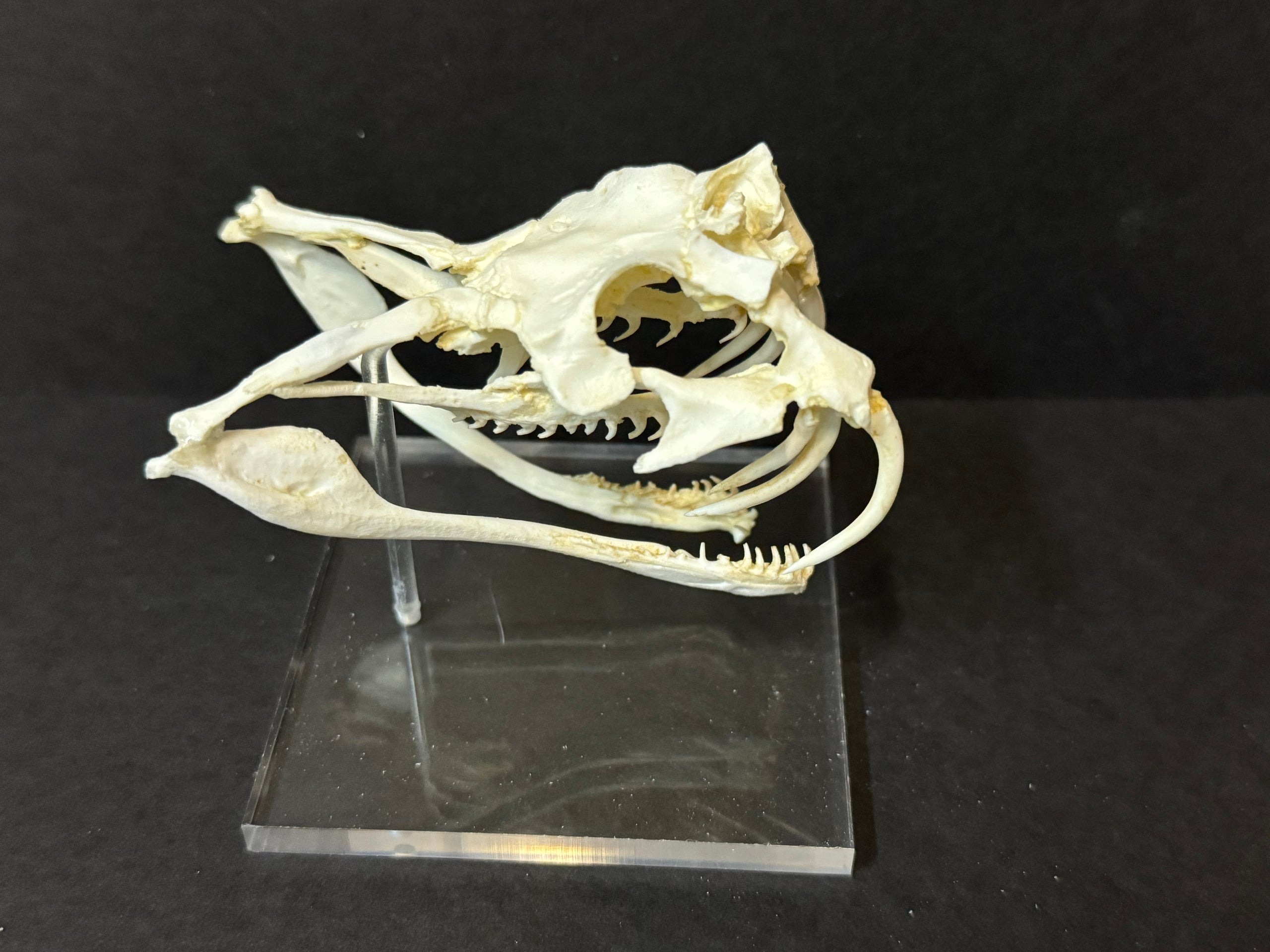 Gaboon-Viper-Skull-Replica-5-RS391