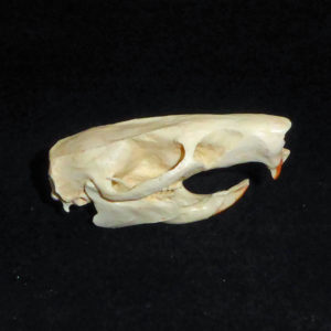 Gambian Pouched Rat Skull