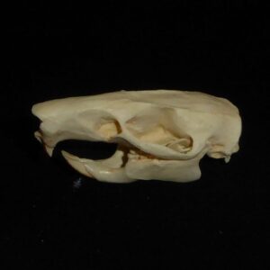 gambian pouched rat skull left CADJL0045