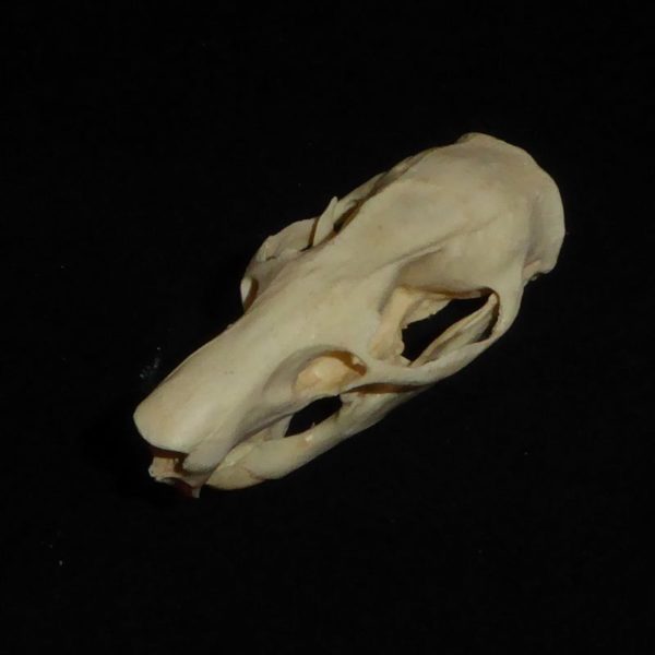gambian pouched rat skull replica top view