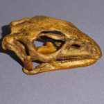 gasparinisaura cincosalternis skull
