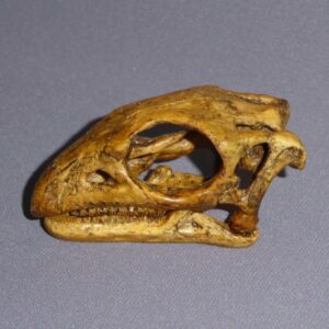 gasparinisaura cincosalternis skull replica MG10