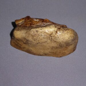 gasparinisaurs skull plaque 4 mg18