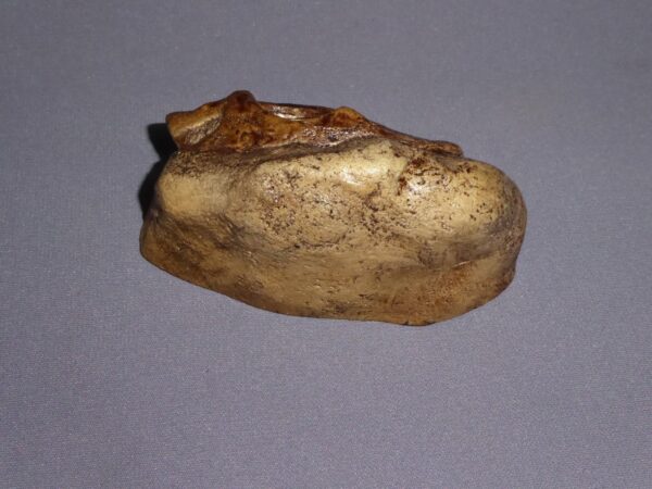 gasparinisaurs skull plaque 4 mg18