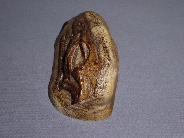 gasparinisaurus skull plaque 5 mg18