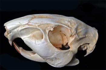 Capybara Male Skull Replica