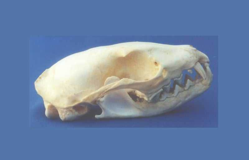 Genet-Male-Skull-Replica-BRIGHT-CADJL0003