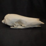 giant malayan pangolin skull