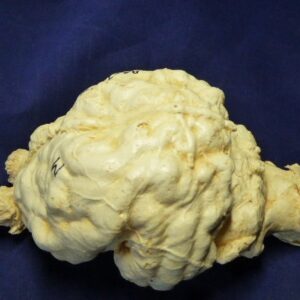 giant short faced bear brain replica b0001
