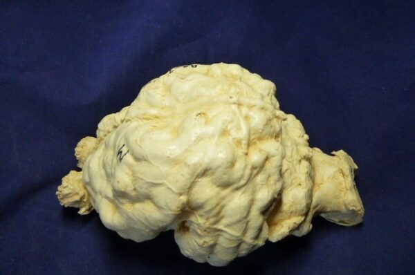 giant short faced bear brain replica b0001