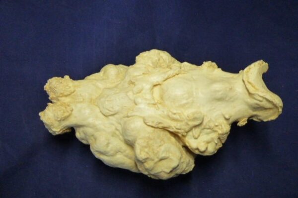 giant short faced bear brain replica b0001
