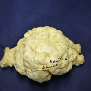 giant short faced bear brain replica b0001