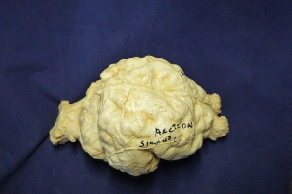 giant short faced bear brain replica b0001
