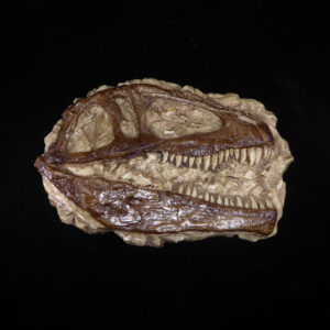 giganotosaurus skull profile plaque