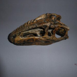 giganotosaurus carolinii skull replica left MG01