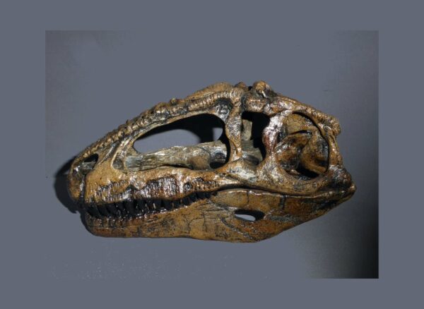 giganotosaurus carolinii skull replica left close MG01