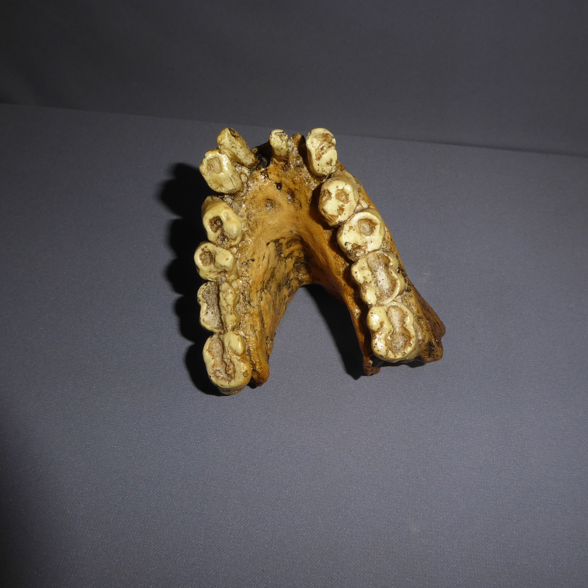 Gigantopithecus Blacki Jaw Replica Skeletons and Skulls Superstore