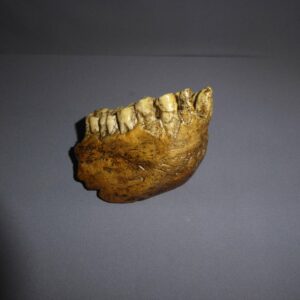 gigantopithecus blacki jaw replica side view H1301