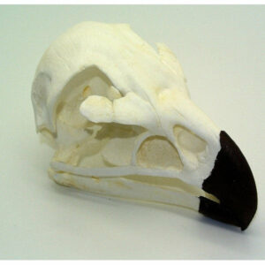golden eagle skull replica rs067