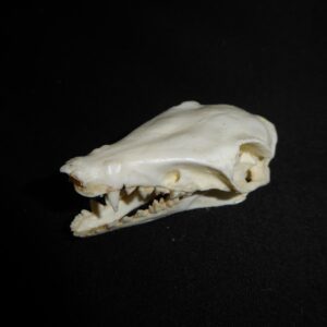 Golden-Rumped Elephant Shrew Skull replica CA24527