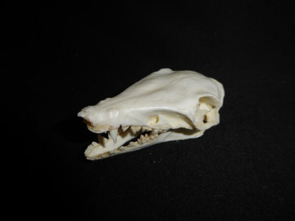 Golden-Rumped Elephant Shrew Skull replica CA24527