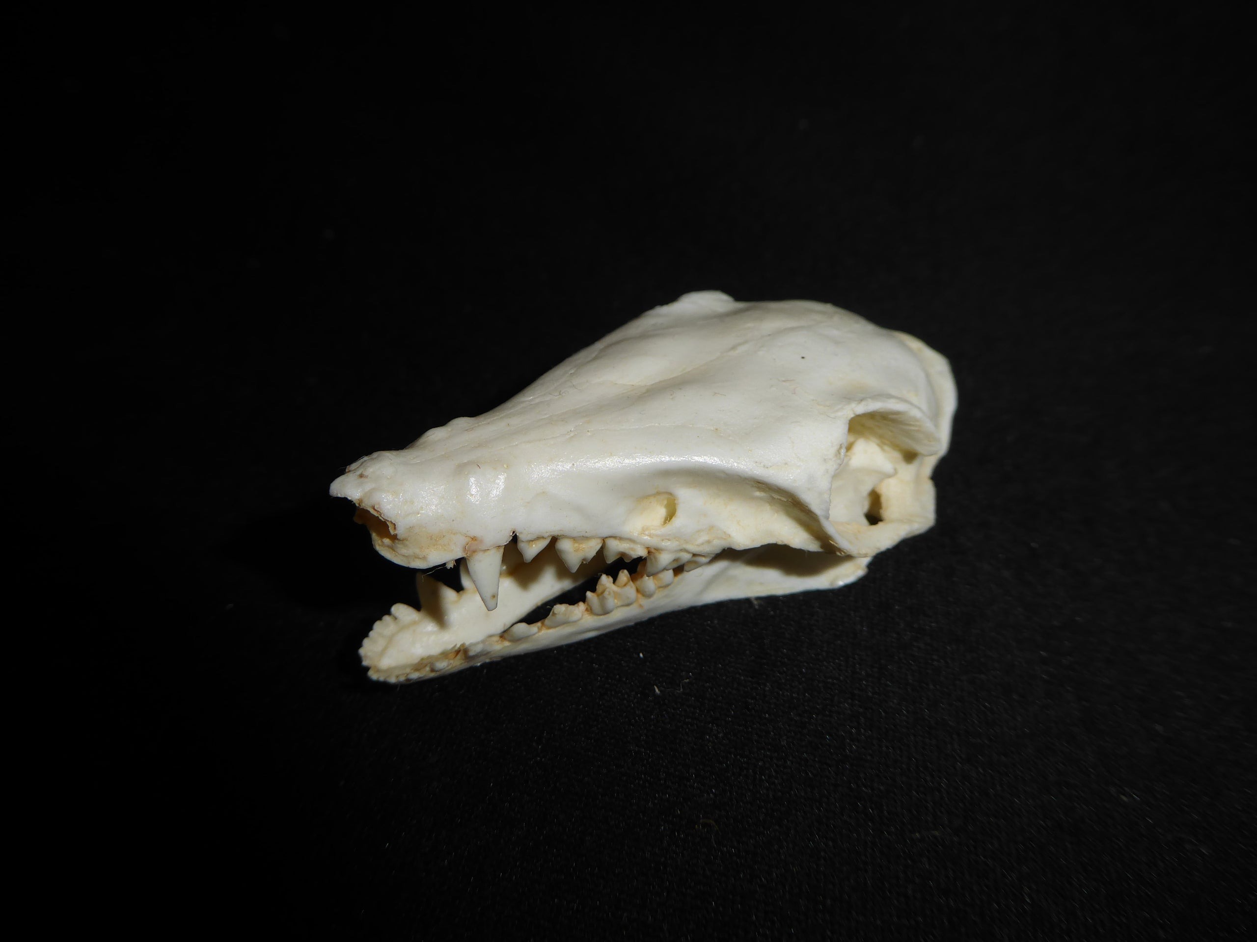 Golden-Rumped-Elephant-Shrew-Skull-Replica-2-CA24527