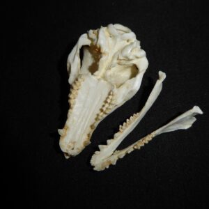 Golden-Rumped Elephant Shrew Skull replica CA24527