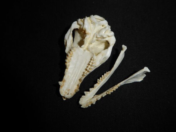 Golden-Rumped Elephant Shrew Skull replica CA24527