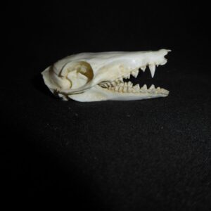 Golden-Rumped Elephant Shrew Skull replica CA24527