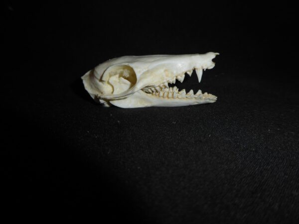 Golden-Rumped Elephant Shrew Skull replica CA24527