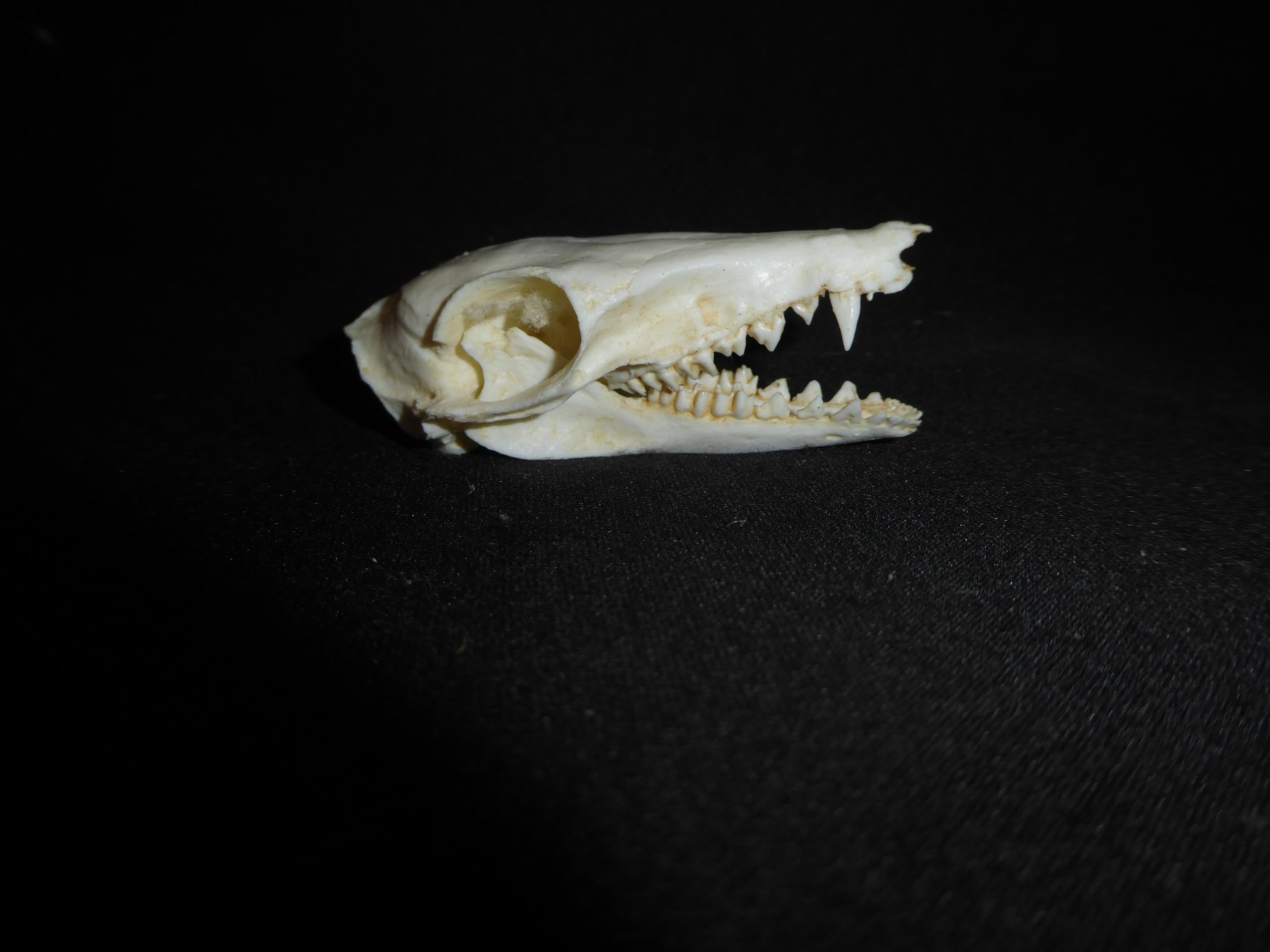Golden-Rumped-Elephant-Shrew-Skull-Replica-4-CA24527