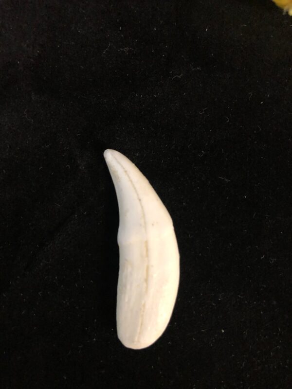 gray wolf canine tooth replica T312A
