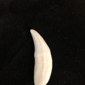 gray wolf canine tooth replica T312A