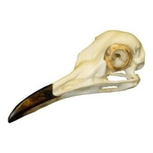 Greater Roadrunner Bird Skull