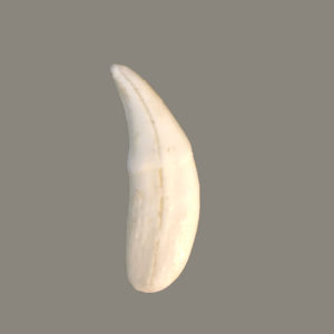 gray wolf canine tooth