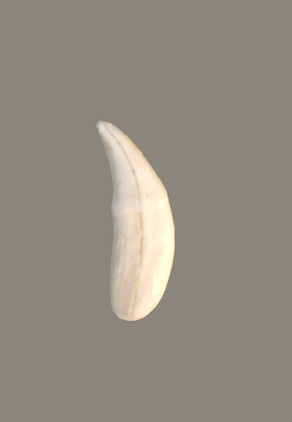 gray wolf canine tooth