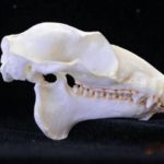 Philippine Flying Lemur skull Replica