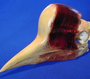 Helmeted Hornbill Skull Replica