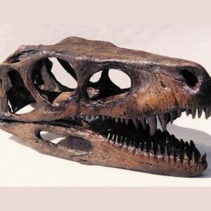 herrerasaurus skull replica close MG05