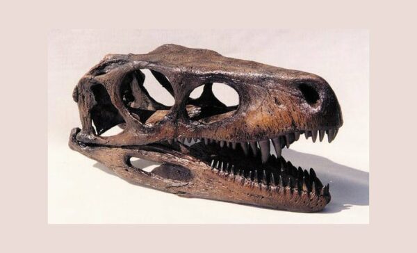 herrerasaurus skull replica close MG05