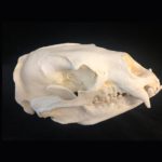 Himalayan-Bear-Skull-Replica-CARB0909